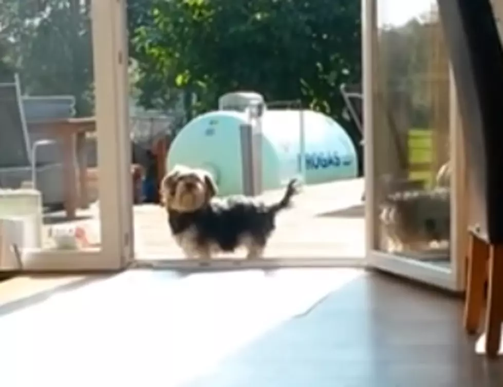 Dog Thinks Door Is Closed, Refuses To Enter Home [VIDEO]