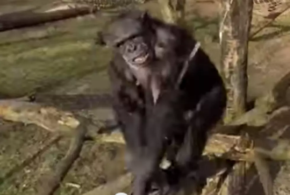 A Chimpanzee Knocks Down A Drone With A Stick [VIDEO]