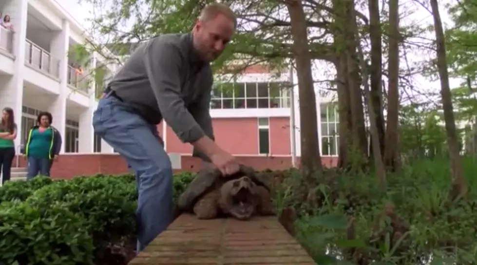 50-Pound Alligator Snapping Turtle Ends Up In UL Classroom [VIDEO]