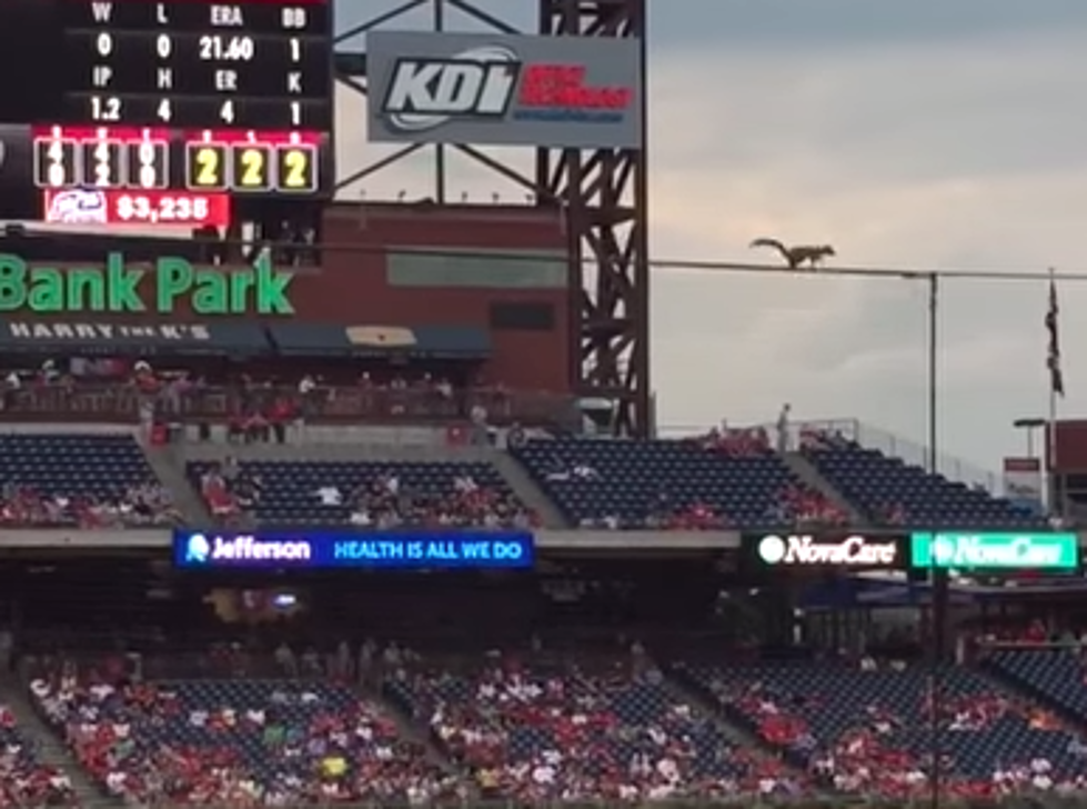 Squirrel Jumps Into The Dugout At Major League Baseball Game [VIDEO]