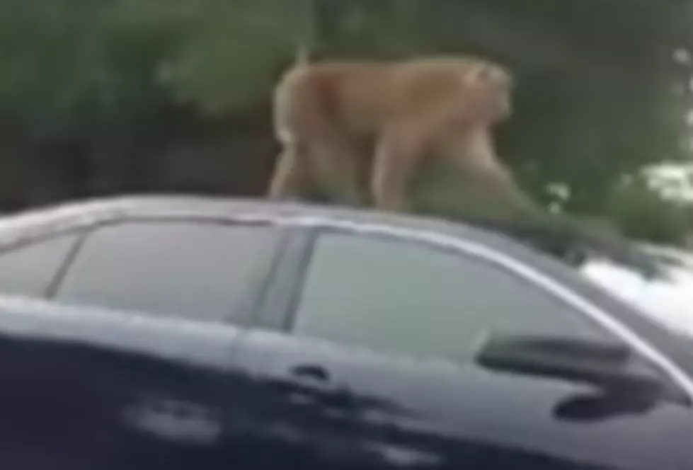Pet Monkey Escapes From Owner’s Home [VIDEO]