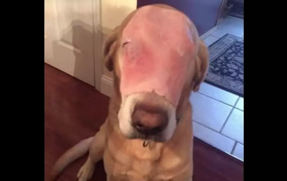 A Man Tricked The Entire Internet With This Photo Of His Dog With Ham On Its Face