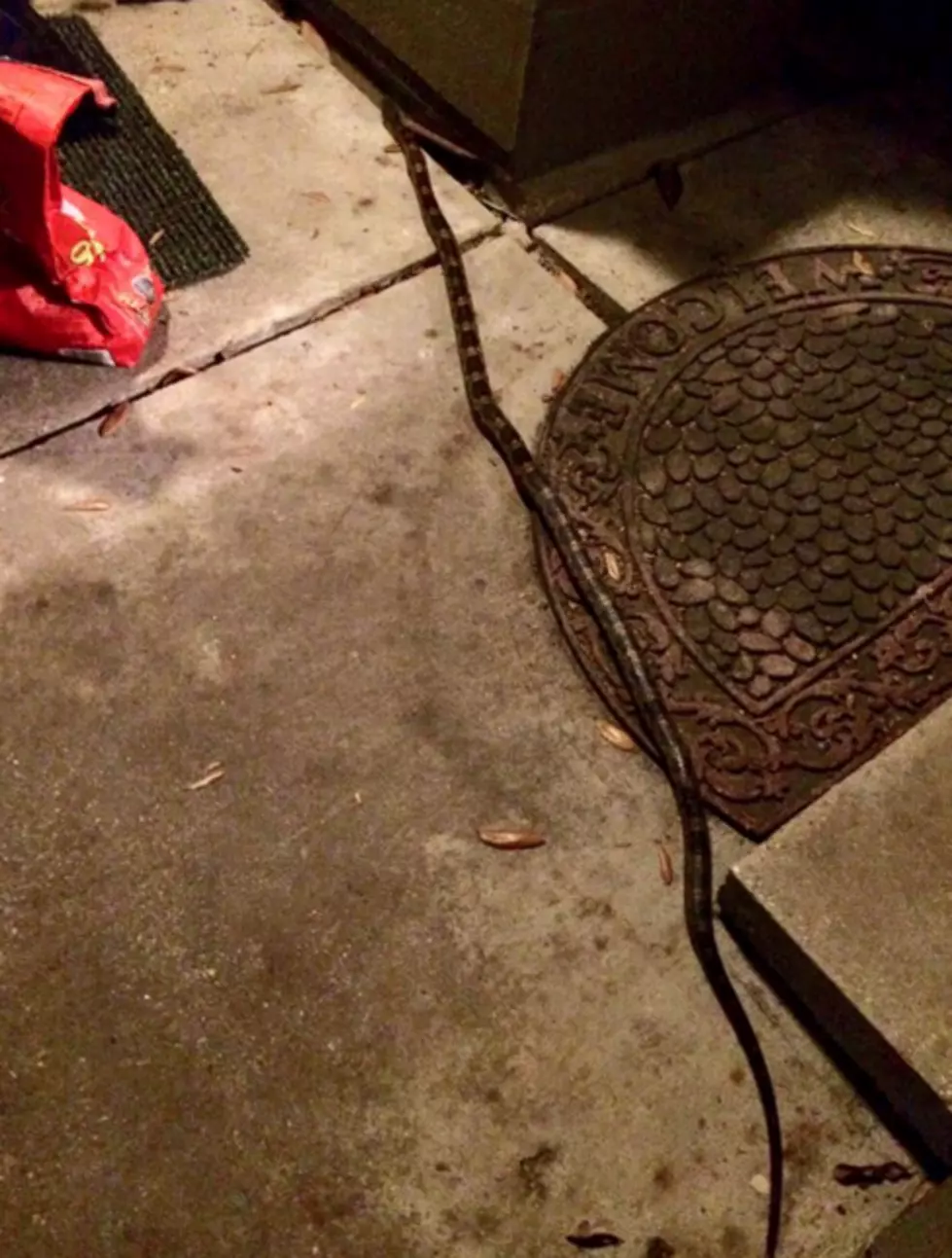 Huge Snake On The Loose In Lafayette [PIC]