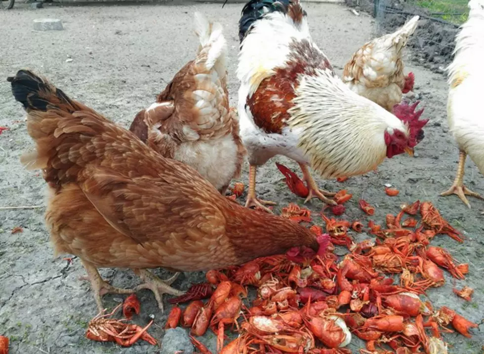 Does Feeding Chickens Crawfish Shells Make Their Eggs Stronger???