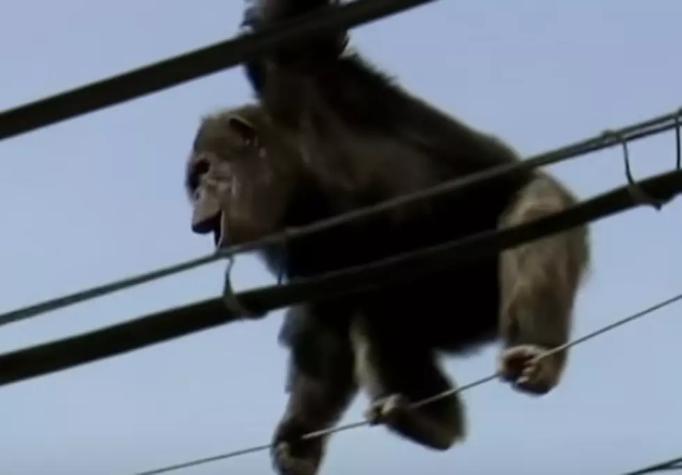 Chimpanzee Escapes Zoo, Resorts To Power Lines [VIDEO]