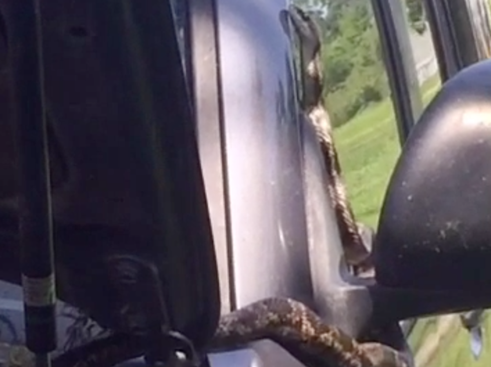 Mamou Woman Surprised When Snake Slithers Out From Hood Of Her Car [VIDEO]