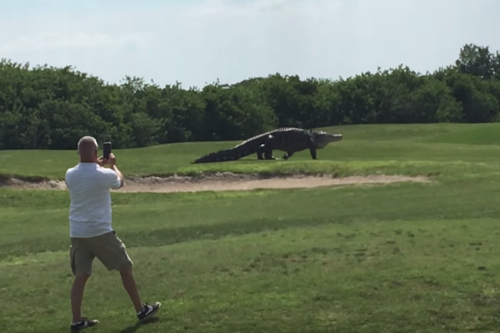 Watch This Massive Alligator Stroll Across A Florida Golf Course [VIDEO]