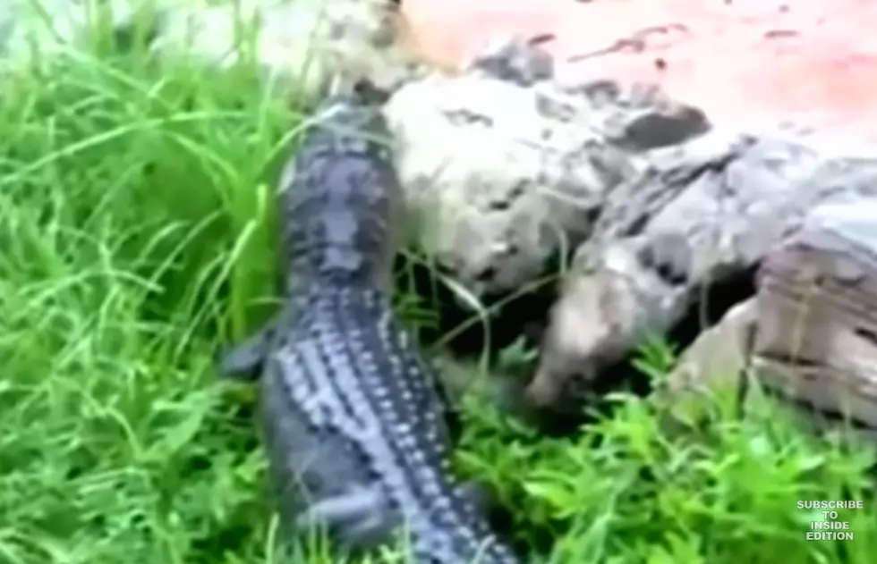 Disney Employee Fights Off Alligator Inches Away From Splash Mountain Ride [VIDEO]