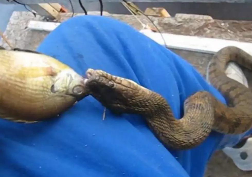 Water Snake Climbs Out Of Pond And Eats From Man’s Hand [VIDEO]