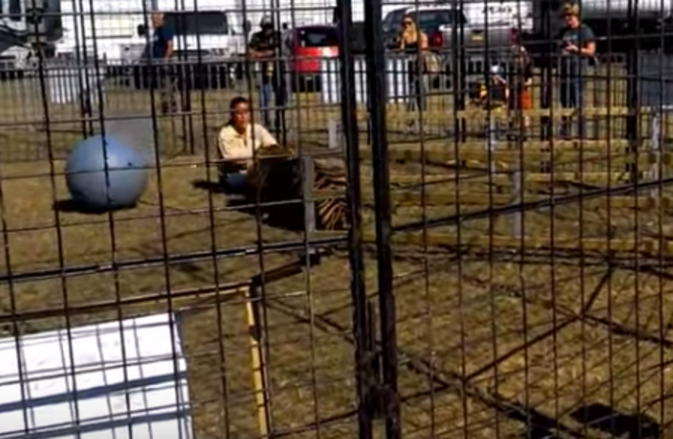 Tiger Attacks Trainer At State Fair [VIDEO]