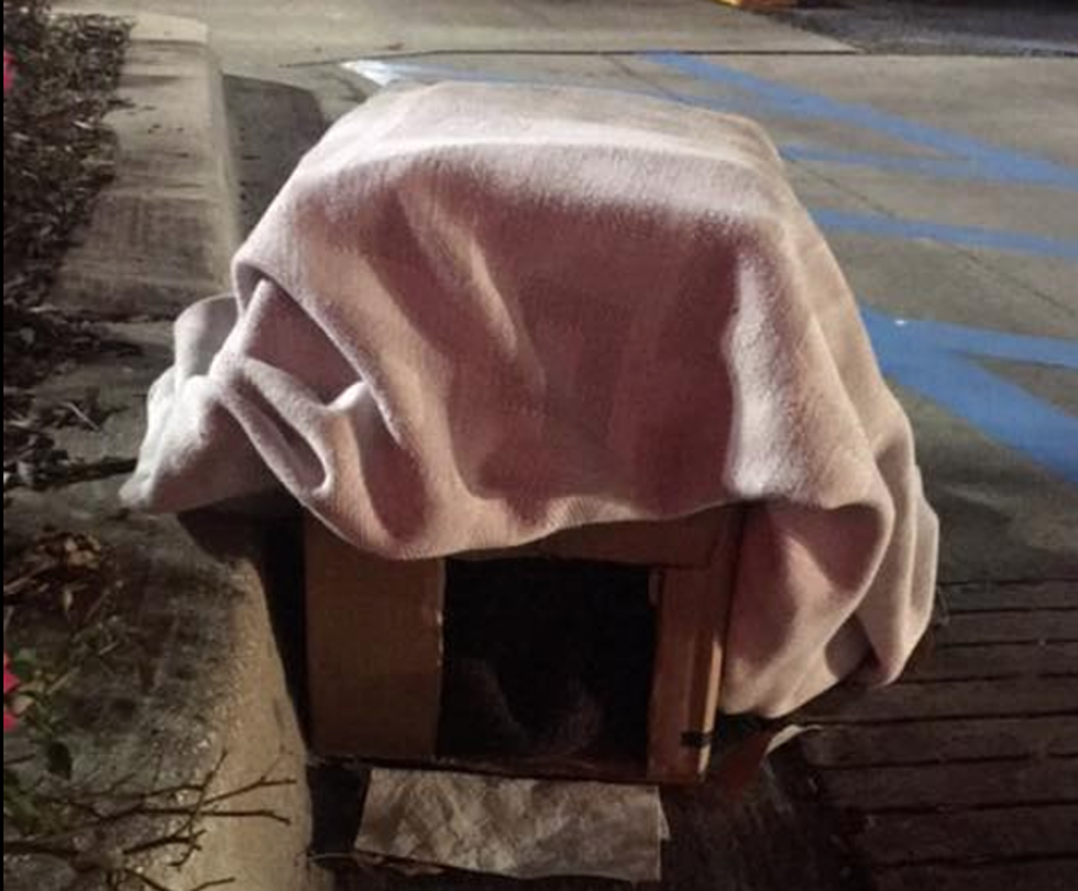 Someone Built A House For The ‘Target Cat’ In Upper Lafayette [PHOTO]