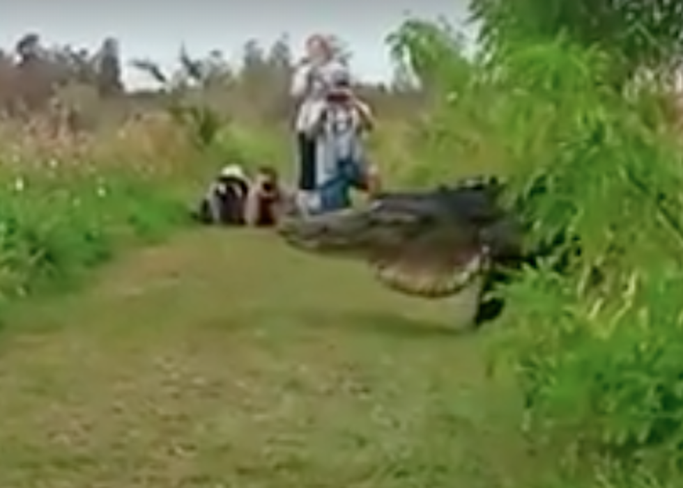 Large Alligator Spotted In Florida Reserve [VIDEO]