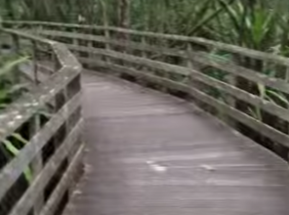 Woman Out For Walk Runs Into Florida Panther [VIDEO]