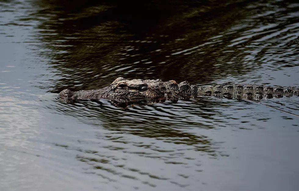 Real Or Fake? Social Media Debates Photo Of Massive Alligator At New Orleans Walgreens
