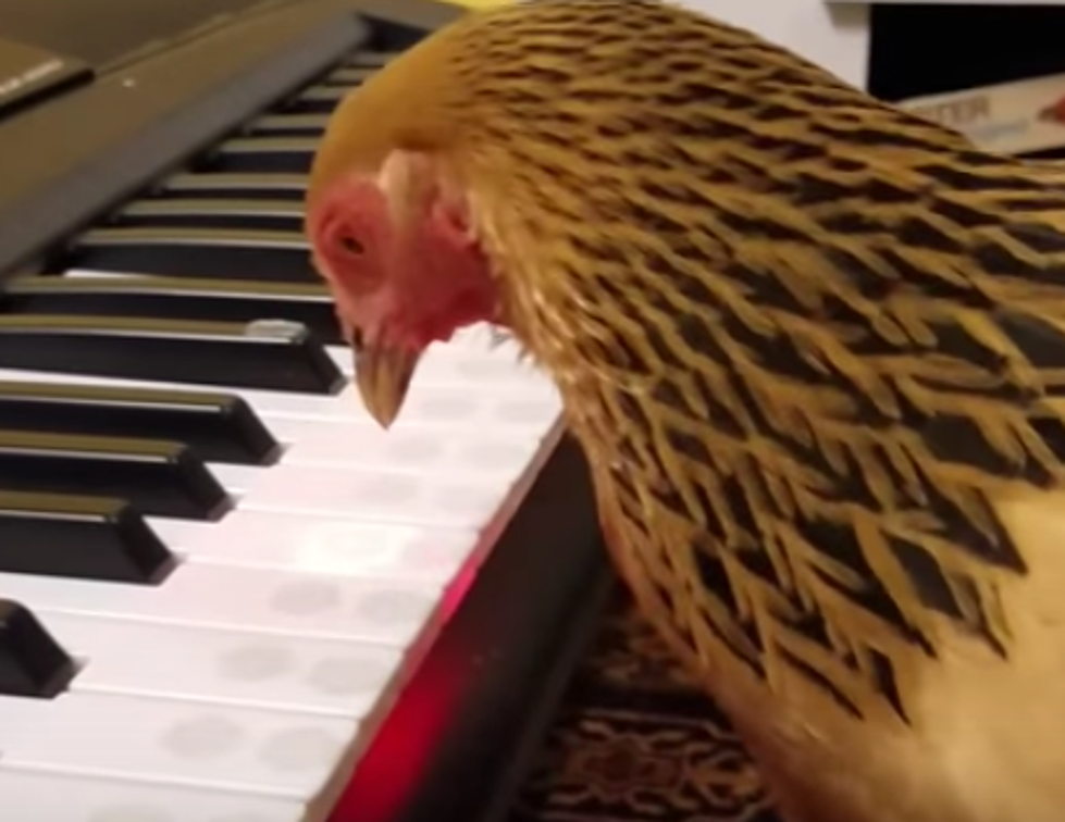 Chicken Plays ‘America The Beautiful’ On Keyboard [VIDEO]