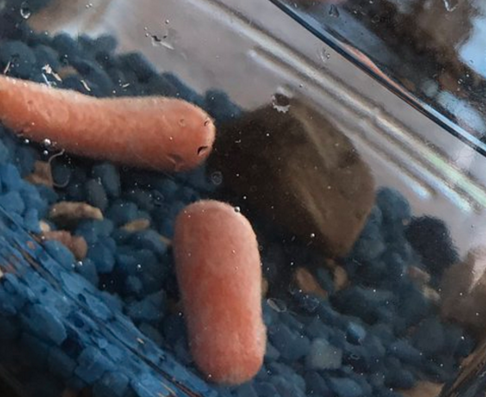 Brother Replaces Sister’s Gold Fish With Baby Carrots