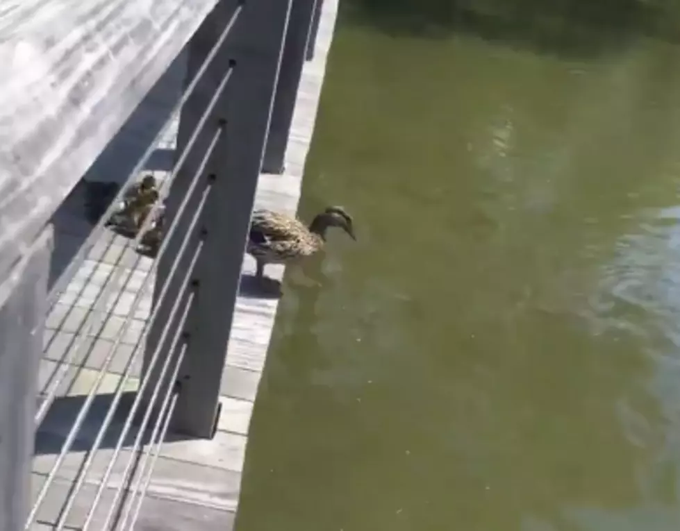 Ducklings Leaping Into Pond May Be The Cutest Thing On The Internet [VIDEO]