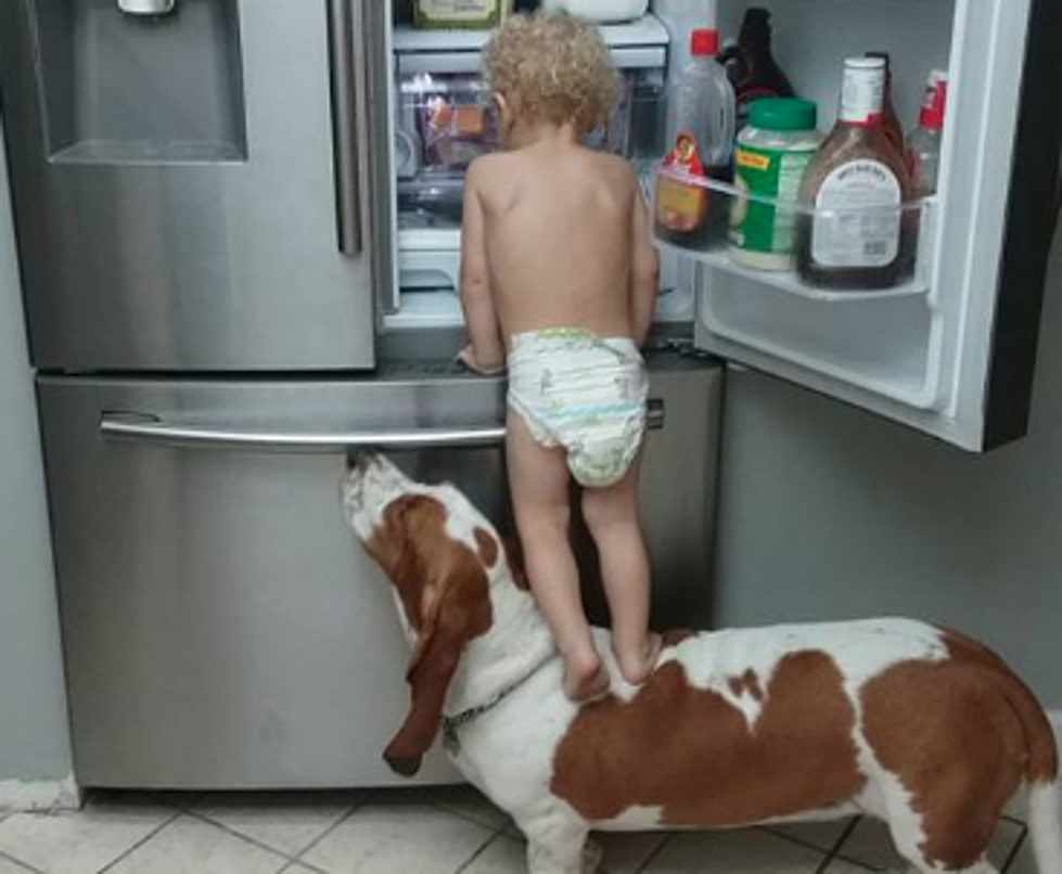 Kid Uses Dog As Stepping Stool To Open Refrigerator [VIDEO]