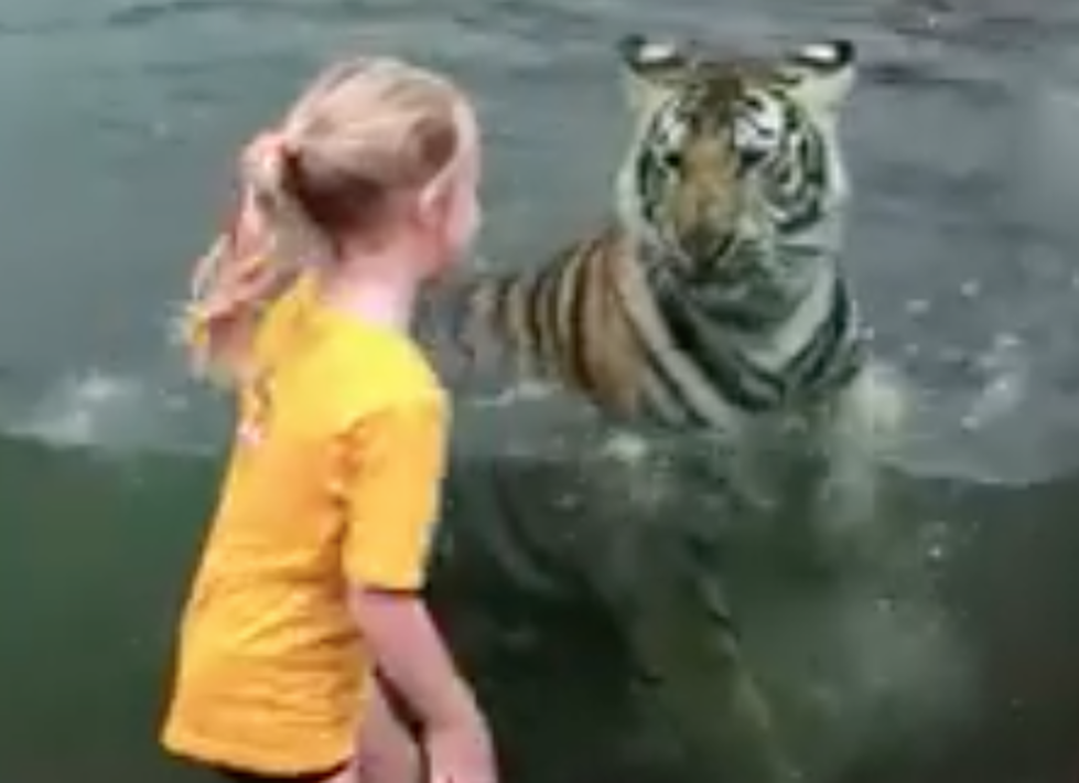 Mike VII Plays With Little Girl While Swimming In Habitat [VIDEO]