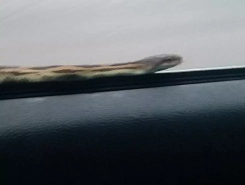 Local Driver Notices Snake On Car During Morning Commute [PICS]