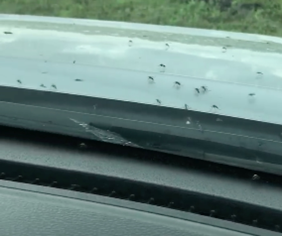 Mosquitos Are Swarming In Texas [VIDEO]