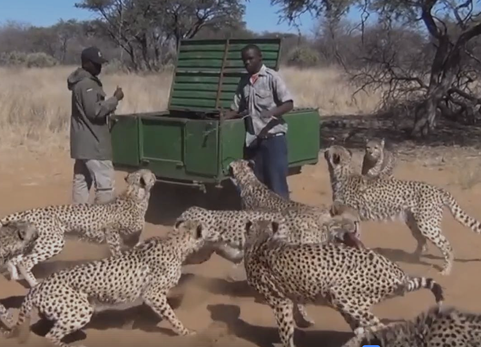 Watch These Dudes Feed Over 30 Cheetahs At One Time Like It’s No Big Deal [VIDEO]