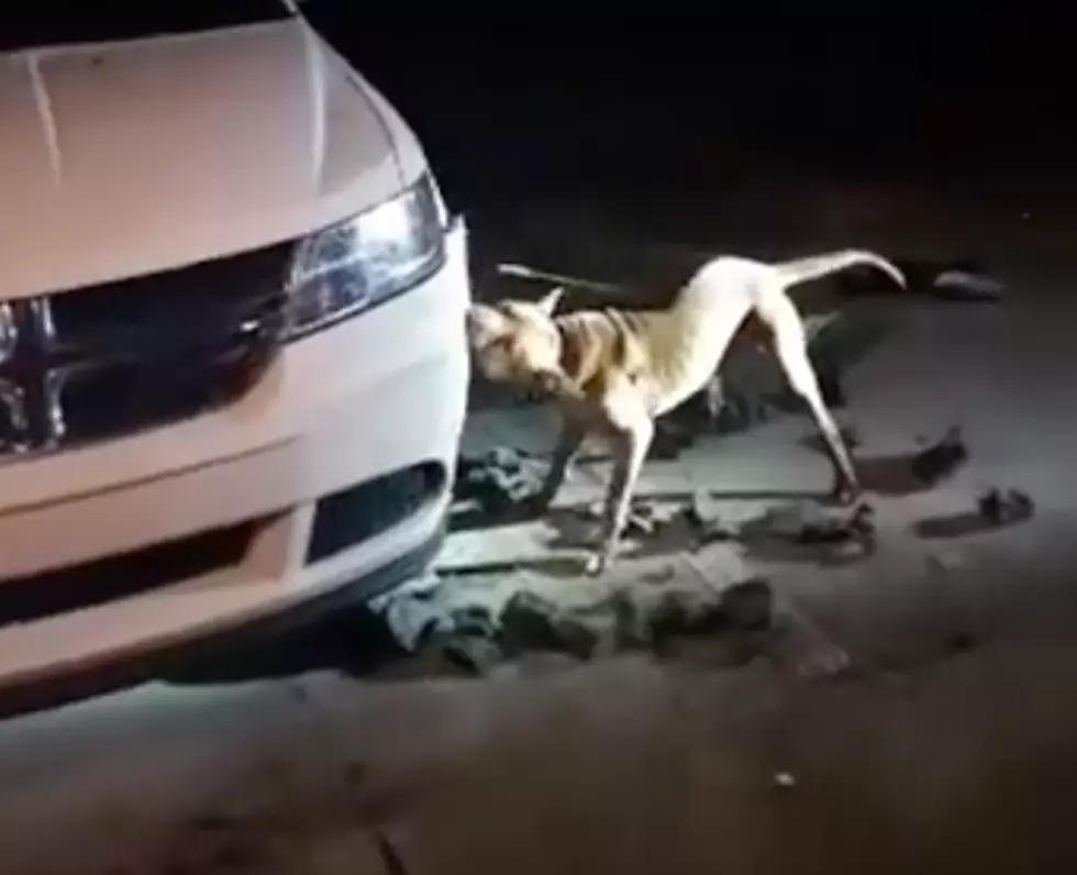 Watch As A Dog Tears A Car Apart [VIDEO]