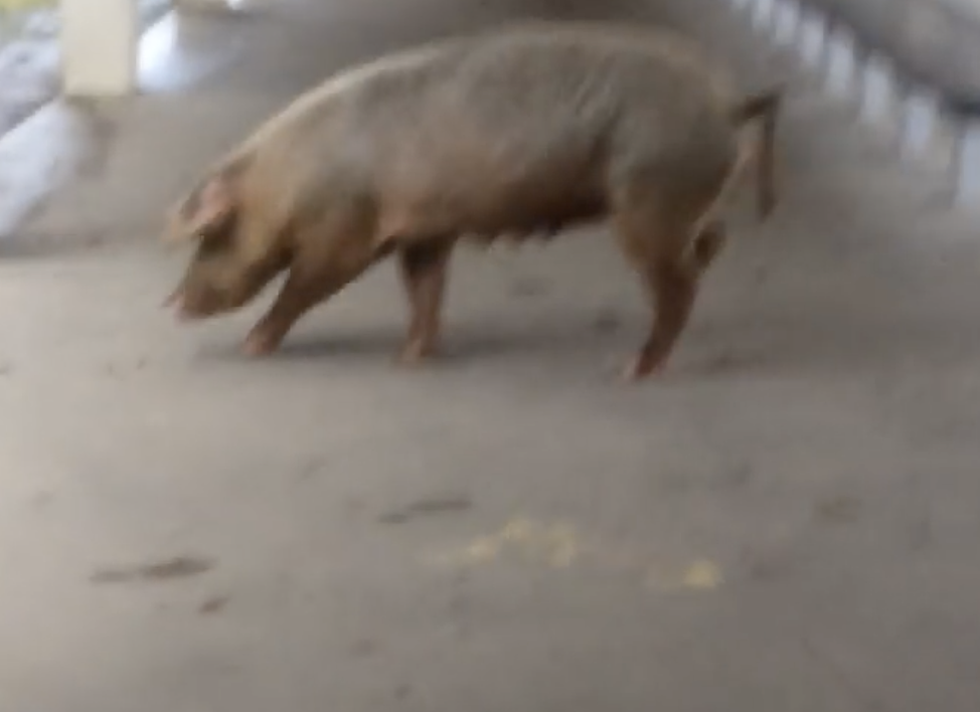 Pig Shows Up On The Campus Of Carencro High [VIDEO]