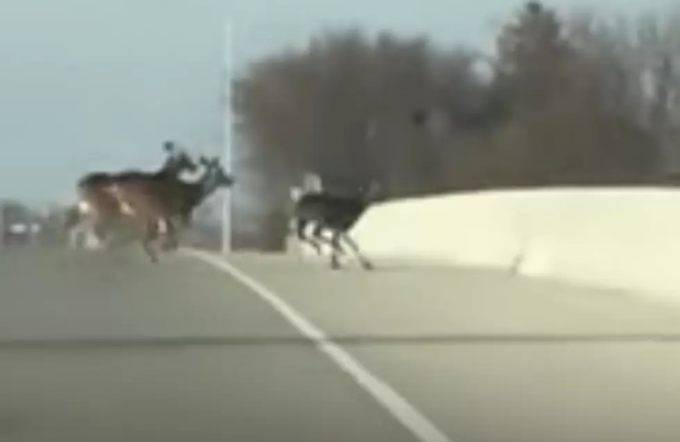 Watch As Deer Jump To Their Death [VIDEO]