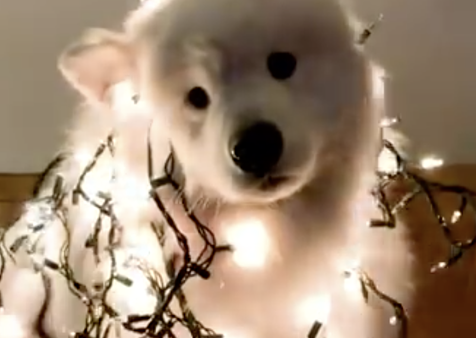 Christmas Lights Light Up Beautiful White Dog [VIDEO]
