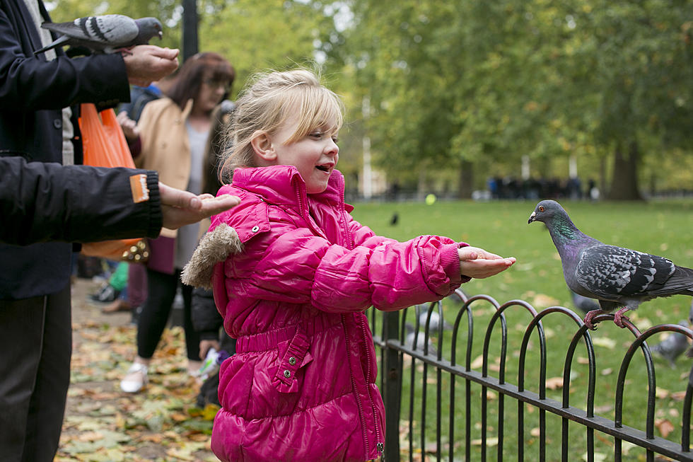Kids Catches Pigeon, Takes Food From It & Eats It [VIDEO]