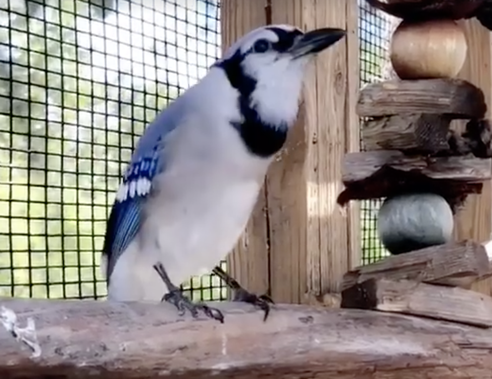 Why Does This Bird Sound Like A Cat? [VIDEO]