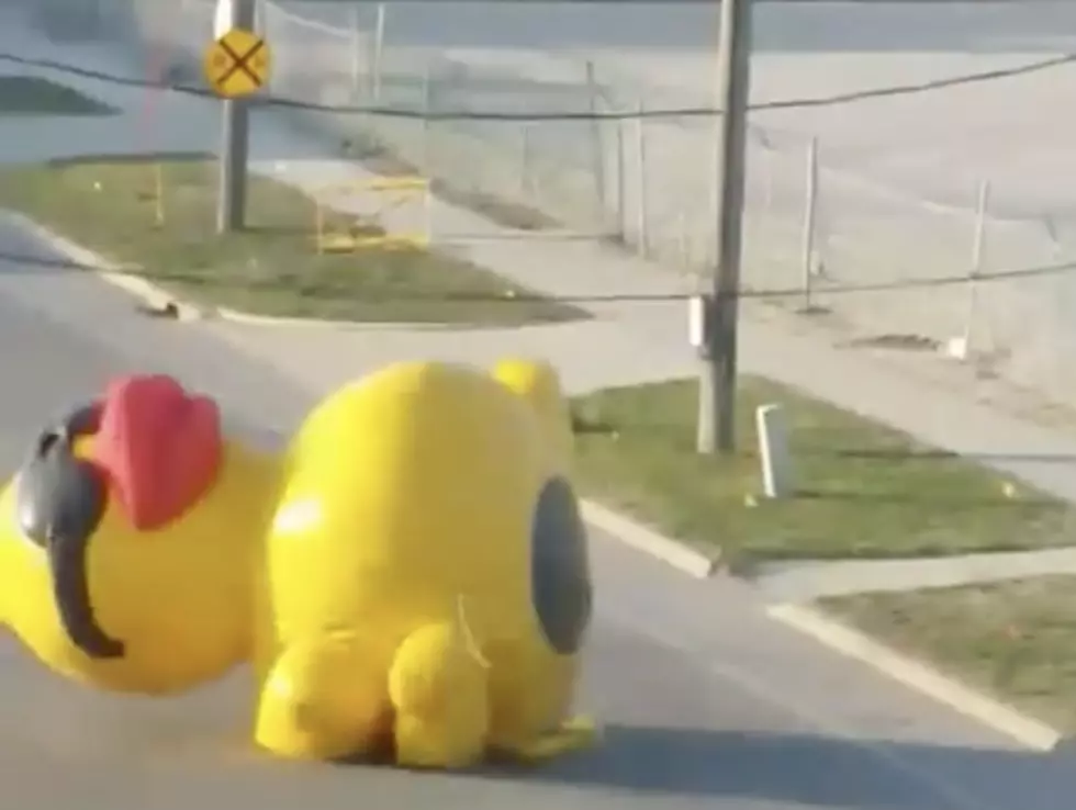 Giant Inflatable Duck Disrupts Traffic [VIDEO]
