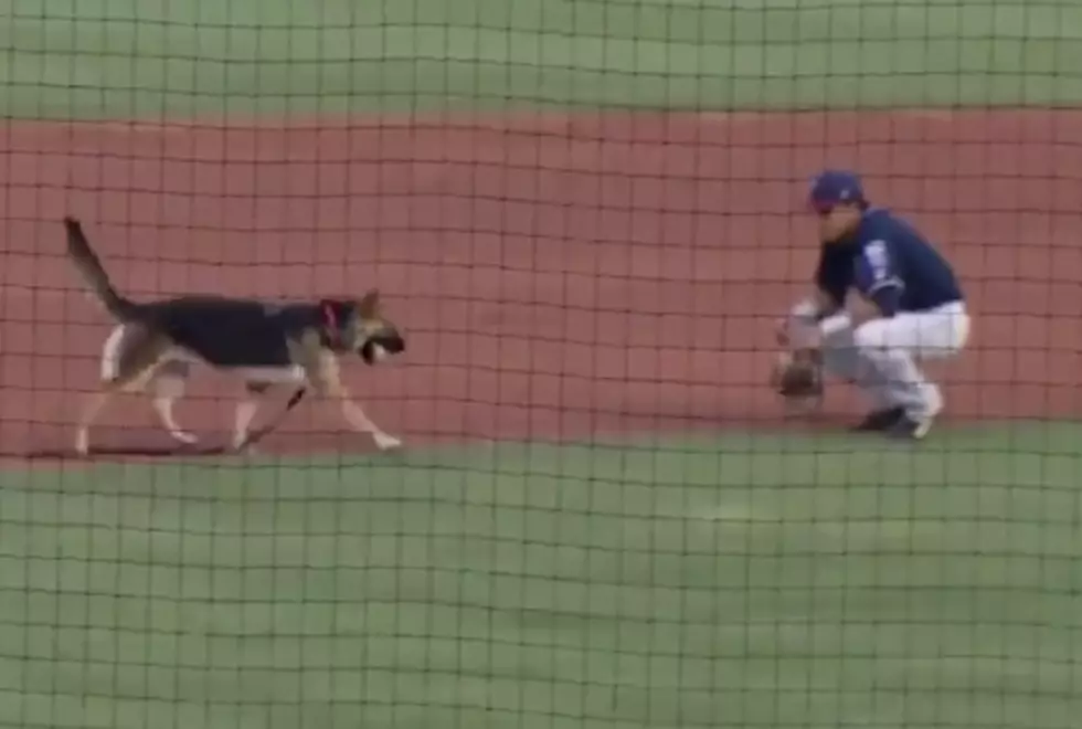 Dog Breaks Loose And Wants To Play Fetch At Baseball Game [VIDEO]