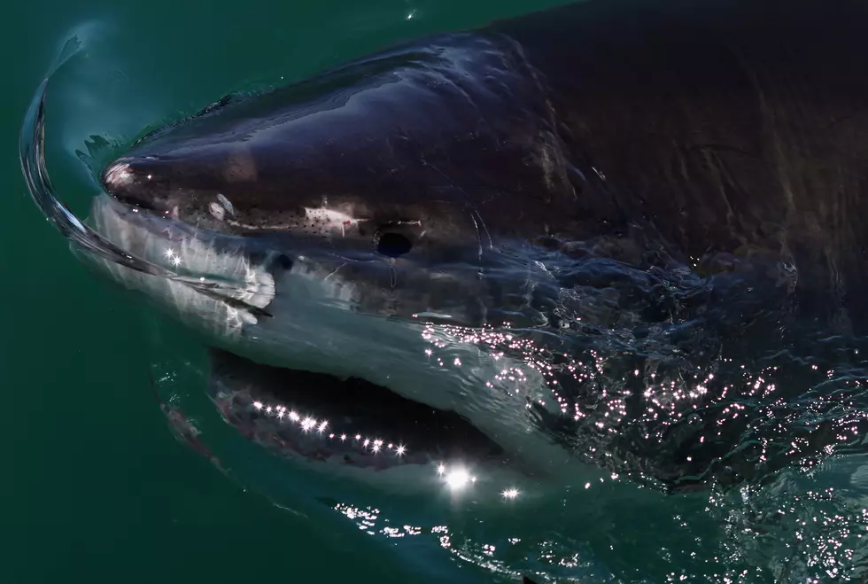 Is ‘Deep Blue’ The Largest Shark Ever Caught On Camera? [VIDEO]