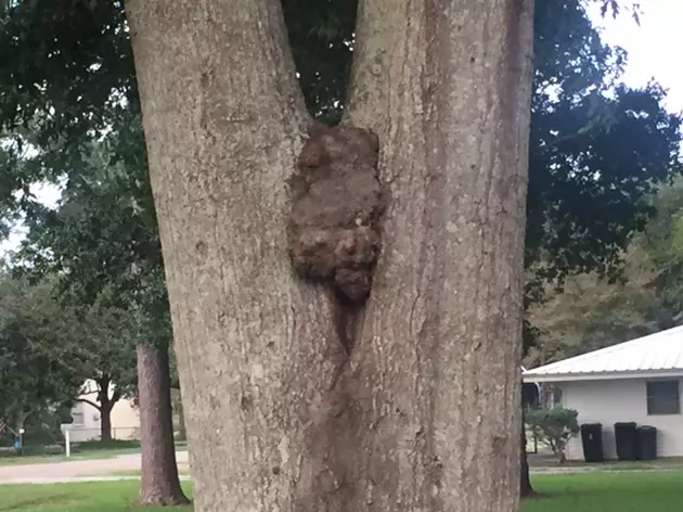 Chris Reed Thinks He Has Spotted A Face In The Growth Of Tree [PHOTO]