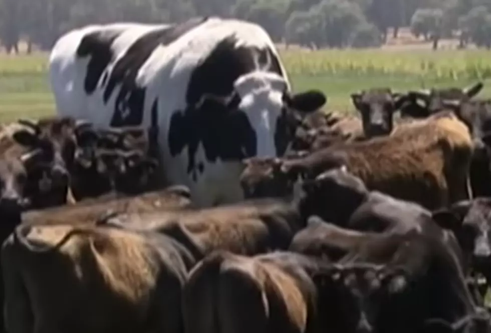 Meet ‘Kickers’ The Giant Steer [VIDEO]