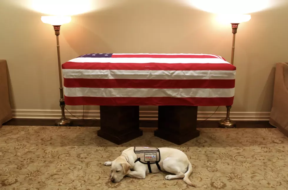 Moving Photo Of George H.W. Bush’s Service Dog Goes Viral As He Pays One Last Tribute