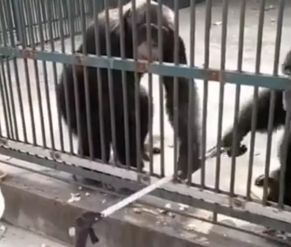 Chimpanzee Returns Stolen Selfie Stick To Guest [VIDEO]