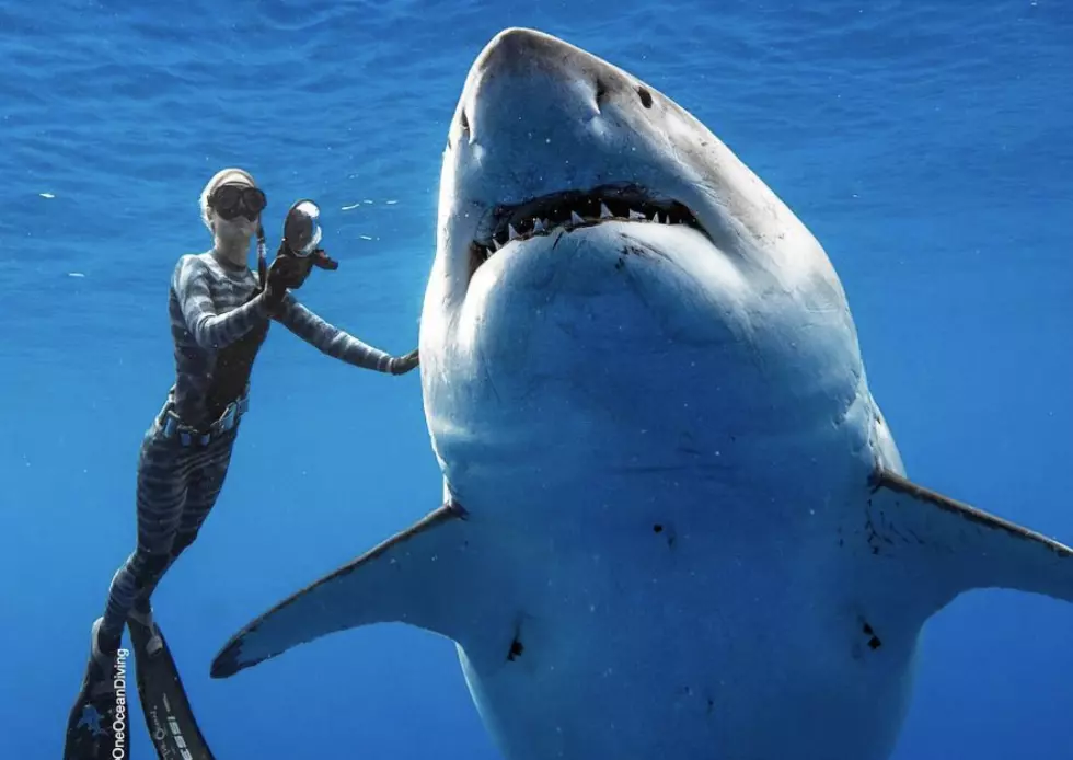Divers Swim Near Large Great White Shark ‘Deep Blue’ [VIDEO]