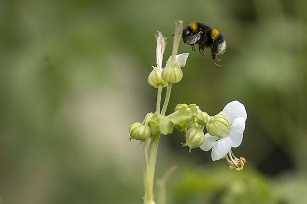 The World&#8217;s Largest Bee Spotted For First Time In Almost 40 Years [Pic]
