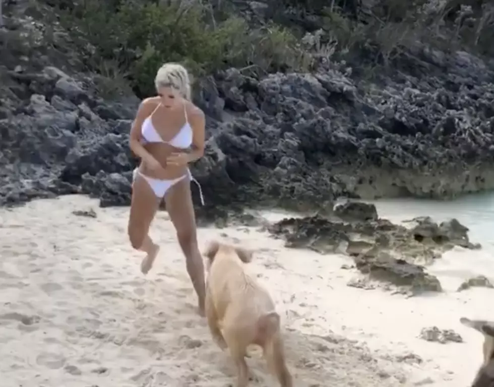 Pig Bites Fitness Model While Out On Photo Shoot [NSFW-VIDEO]