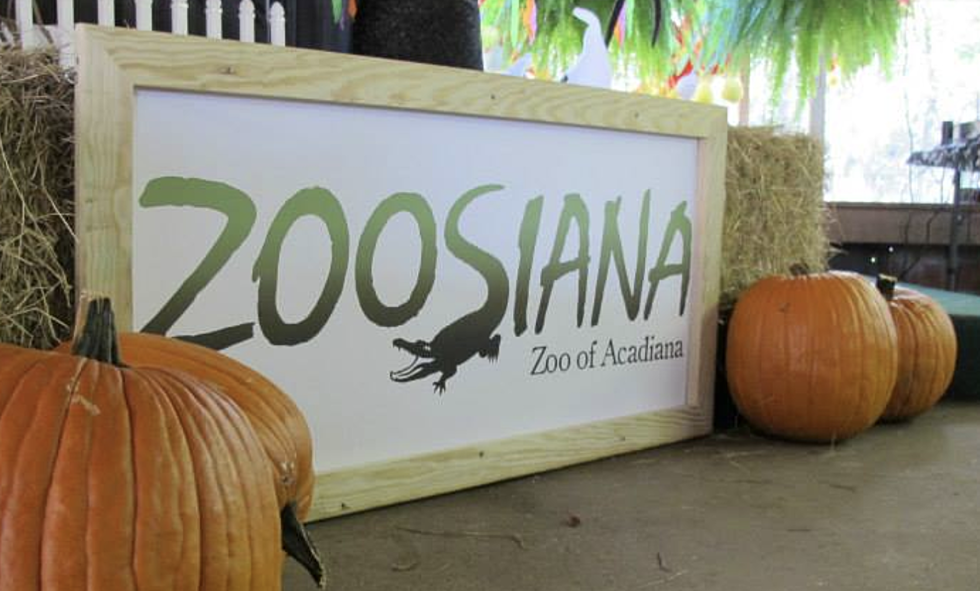 Zoosiana Introduces Guests To Their New Train [PHOTOS]