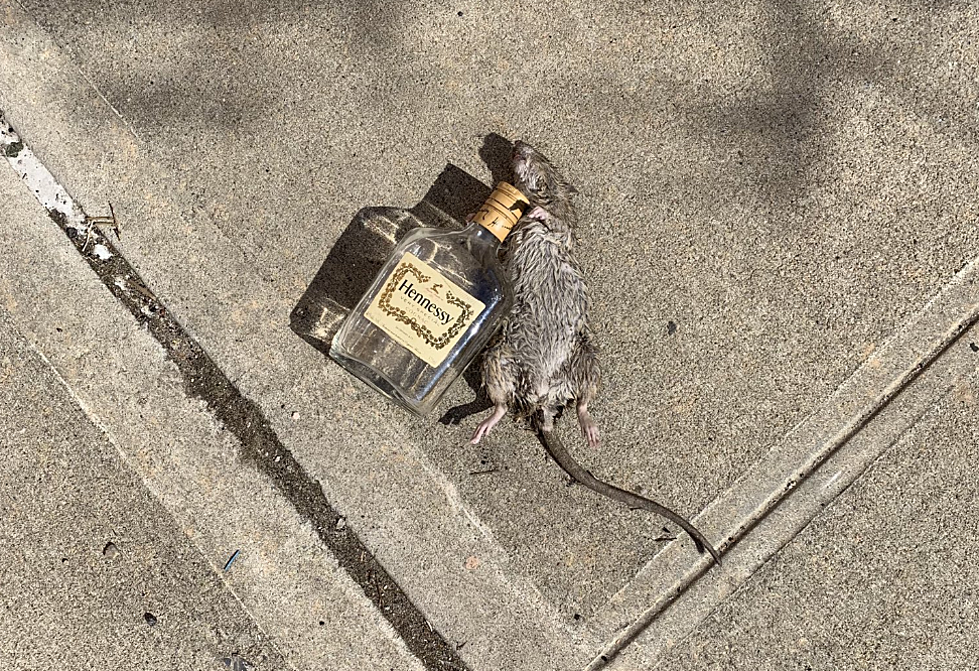 ‘Henny Rat’ May Be The Best Viral Rat Of Them All [PHOTO]