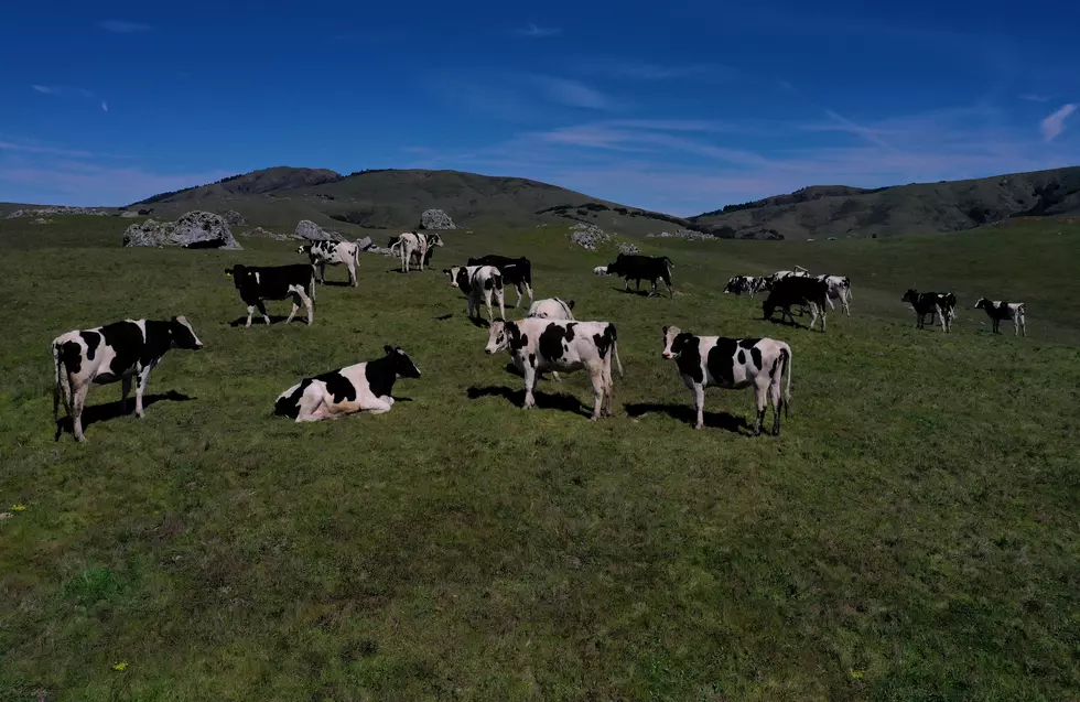 Runaway Cow Seeks Refuge At Chick-Fil-A [Video]