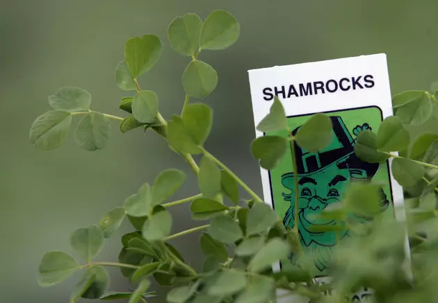 How The Shamrock Became The Symbol Of St. Patrick&#8217;s Day