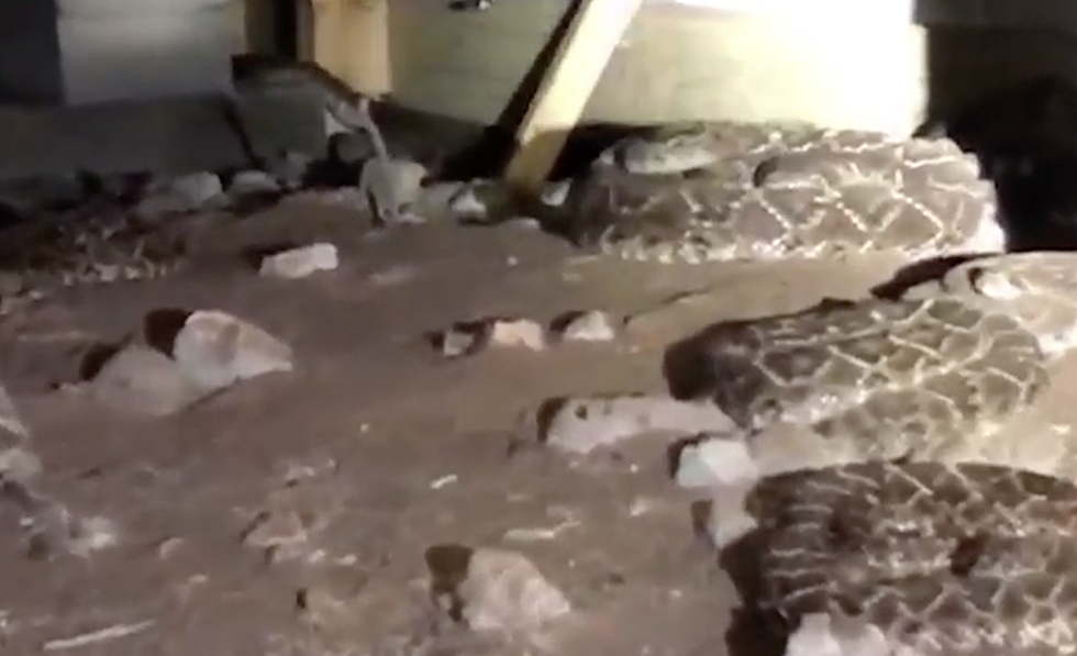 Company Removes 45 Snakes After Man Calls About A ‘Few’ Under His House