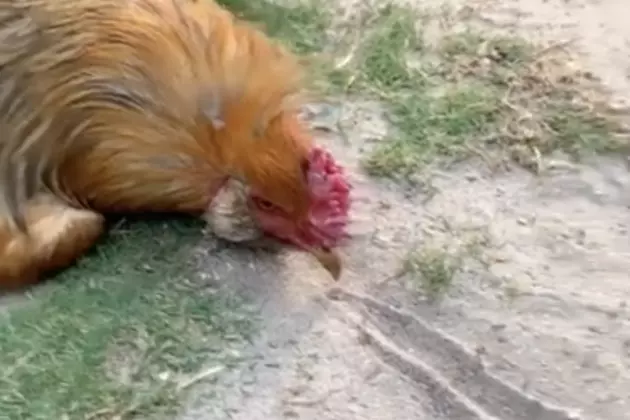 Rooster Goes On Attack When Someone Erases Line In Front Of It [VIDEO]