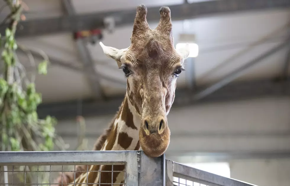 Thoughtless Passenger Ruins Everyone’s Day At Wildlife Park [Video]