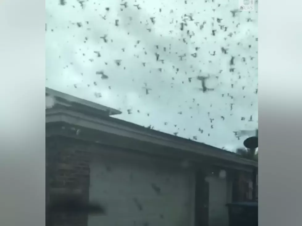 Woman Films From Her Car As Massive Swarm Of Lovebugs Surrounds Her Home
